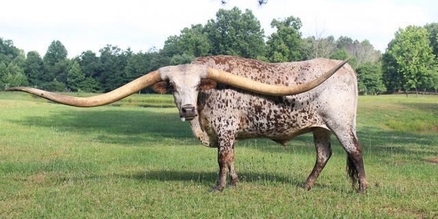 This is a Texas longhorn. He has the longest horns. He is now in the  Guinness book of records. He likes apples and carrots. これはテキサスのロングホーンで -  Lou's Moment on HelloTalk